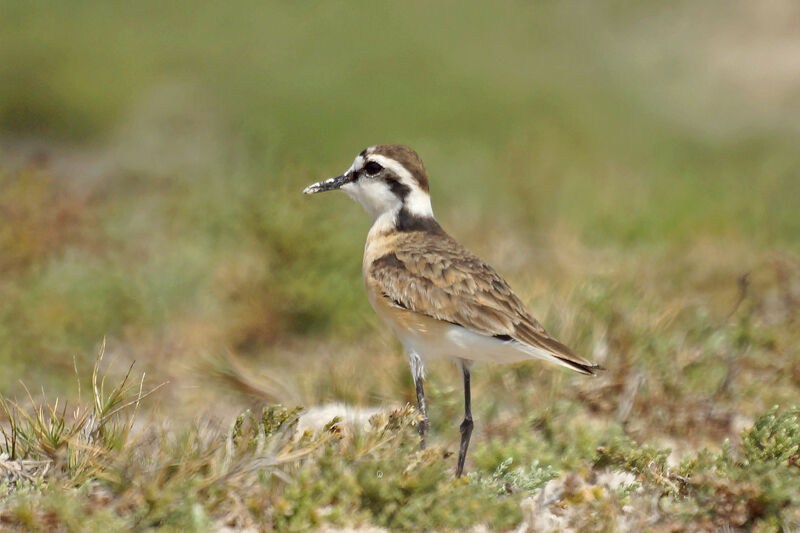 Kittlitz's Plover