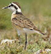 Kittlitz's Plover