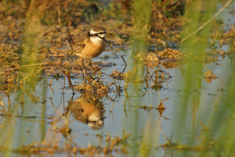 Kittlitz's Plover