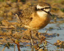 Kittlitz's Plover