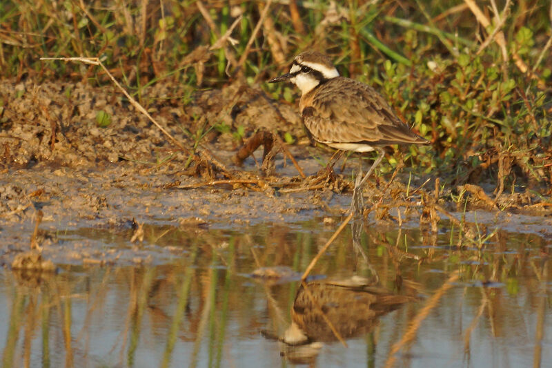 Kittlitz's Plover