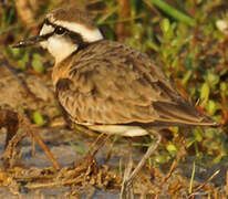 Kittlitz's Plover