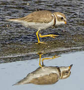 Semipalmated Plover