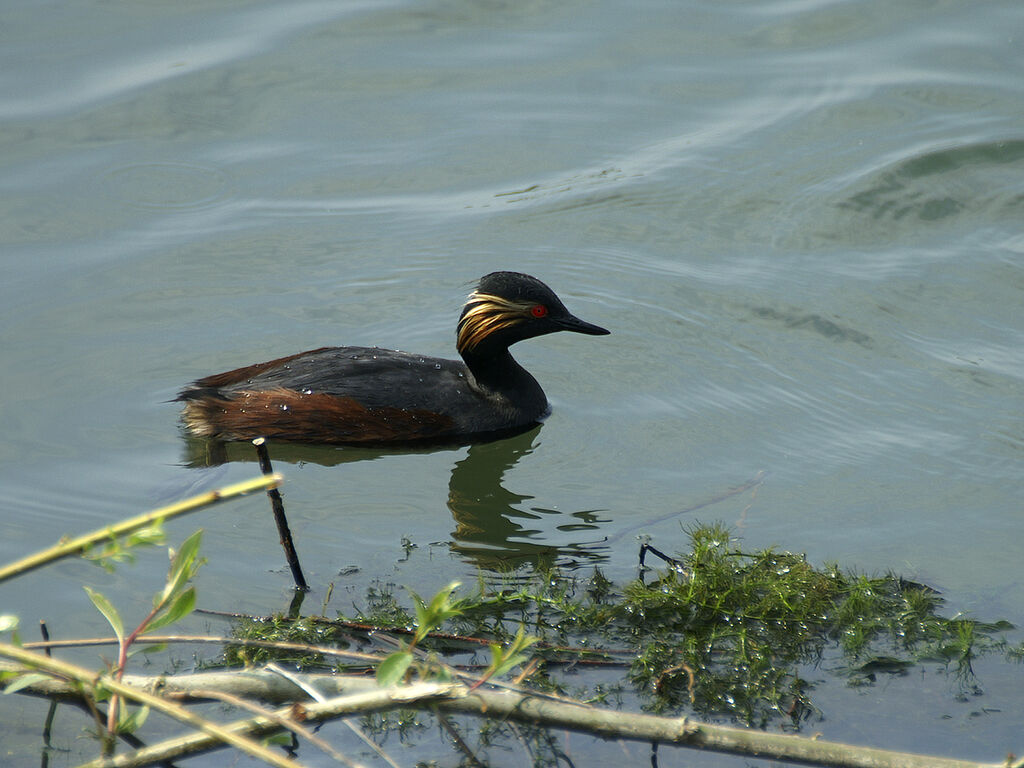 Black-necked Grebe