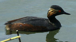 Black-necked Grebe