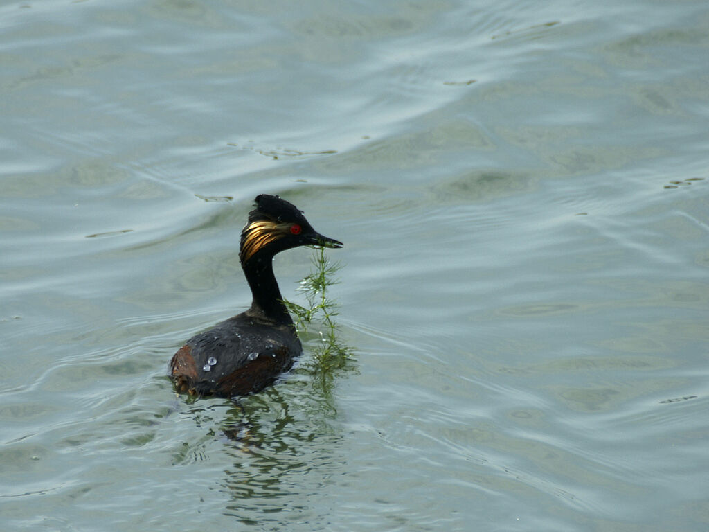 Black-necked Grebe