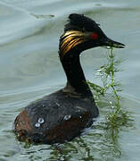 Black-necked Grebe