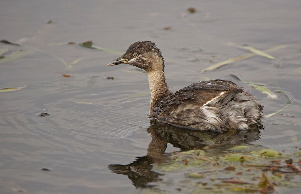 Hoary-headed Grebe