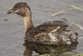 Hoary-headed Grebe