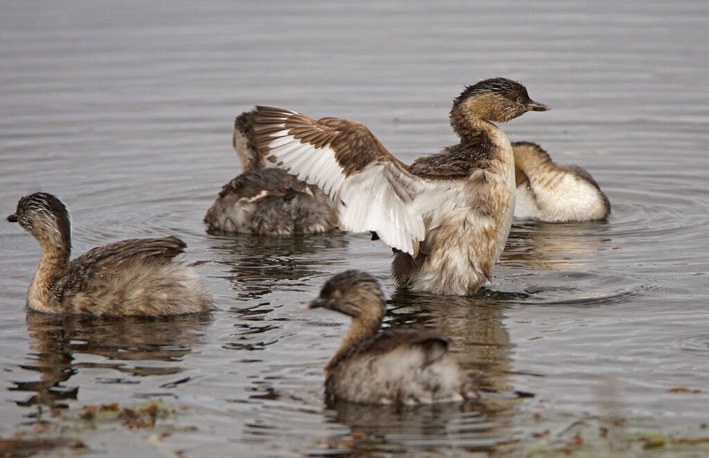 Hoary-headed Grebe