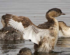 Hoary-headed Grebe