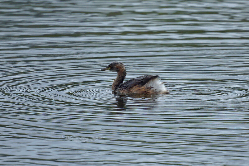 Australasian Grebe