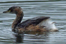 Australasian Grebe