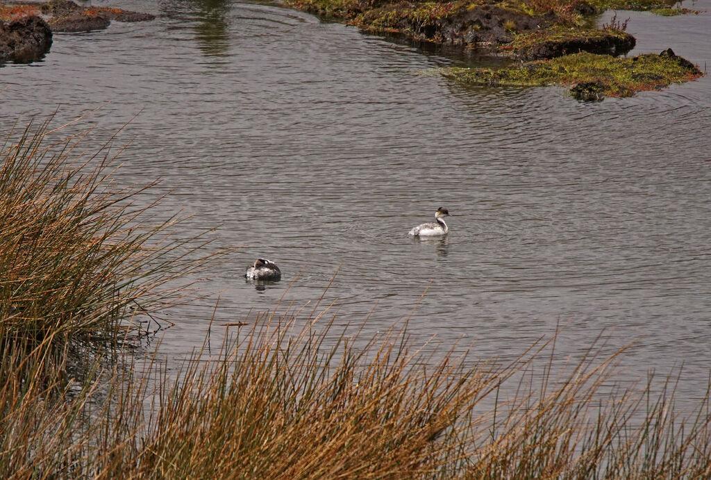 Silvery Grebe