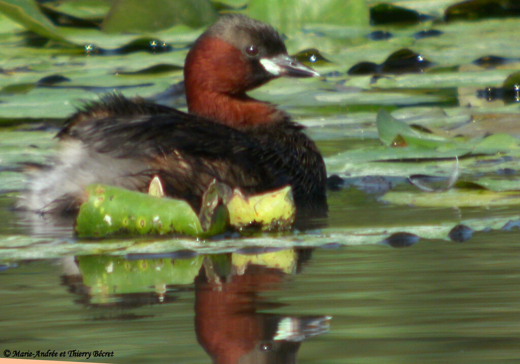 Little Grebe