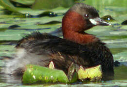 Little Grebe