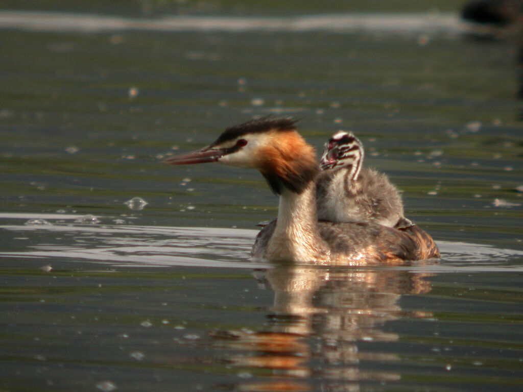 Great Crested Grebe