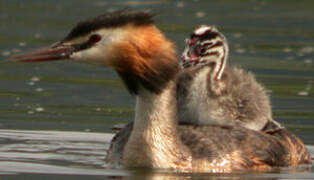 Great Crested Grebe