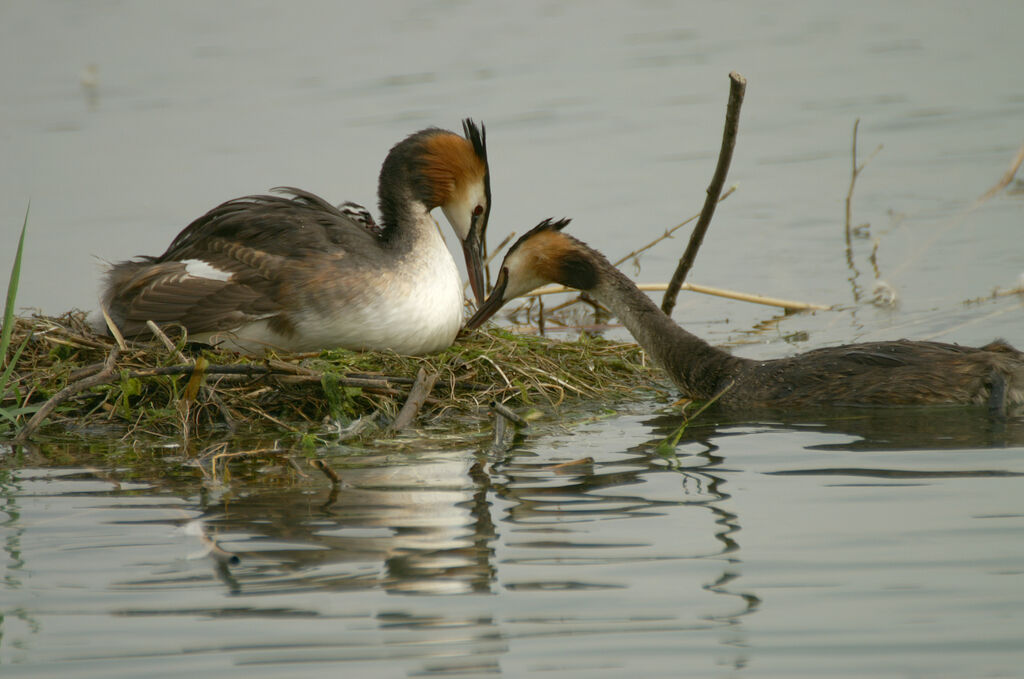 Great Crested Grebe