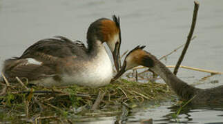 Great Crested Grebe