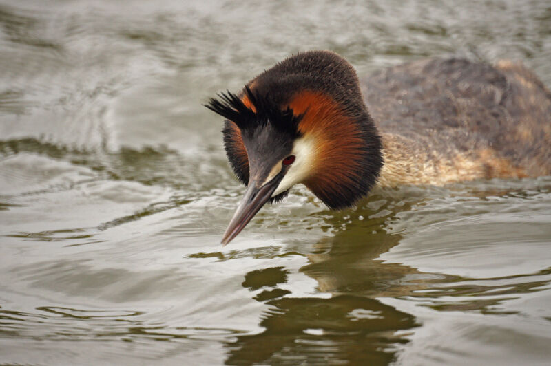 Great Crested Grebe