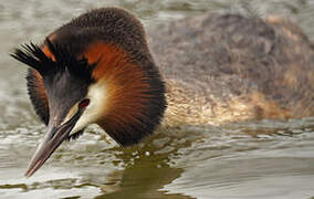 Great Crested Grebe