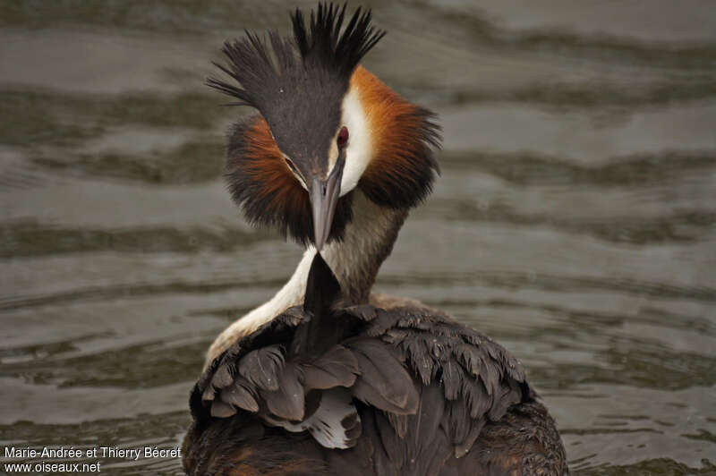 Great Crested Grebeadult, care