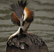 Great Crested Grebe