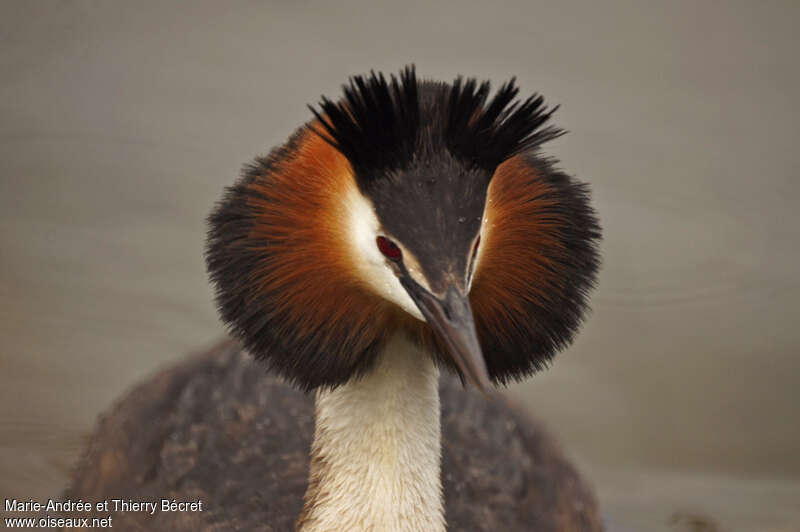 Great Crested Grebeadult breeding, identification