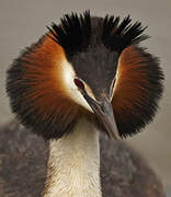 Great Crested Grebe