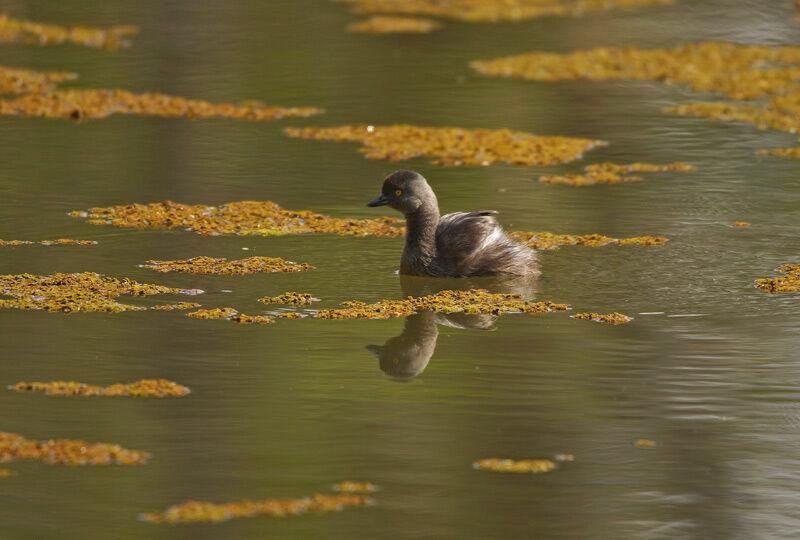 Least Grebe