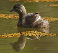 Least Grebe