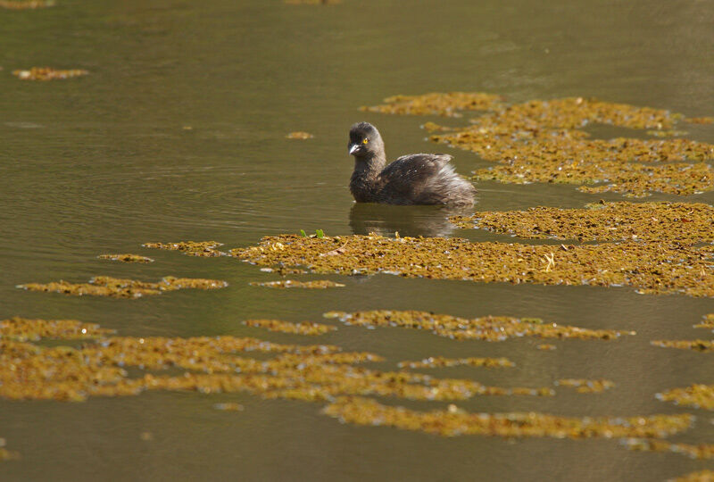 Least Grebe