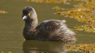 Least Grebe