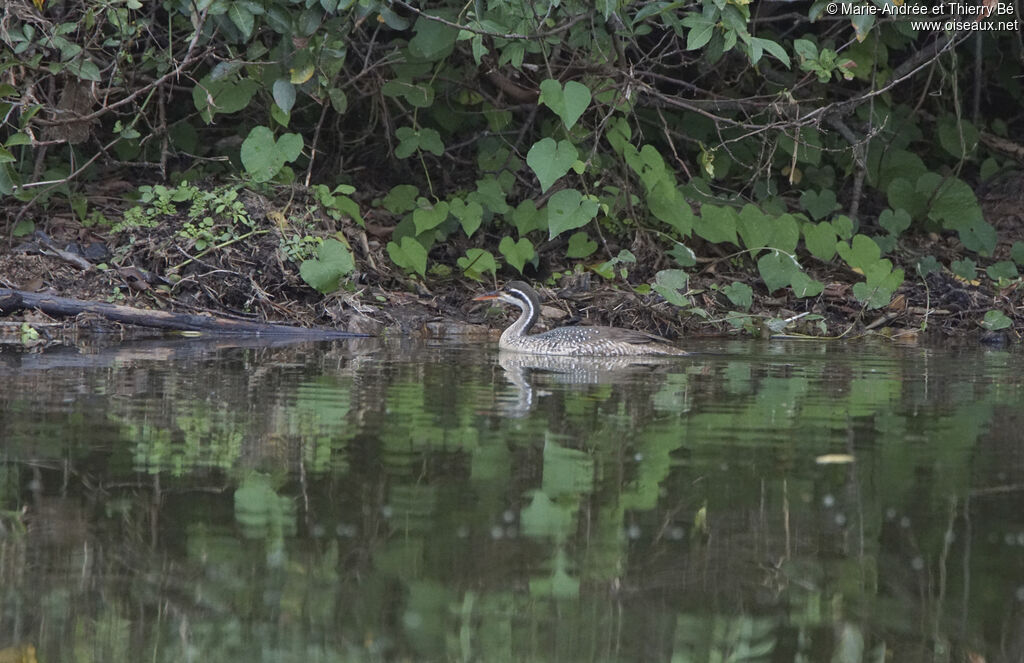 African Finfoot