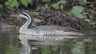 African Finfoot