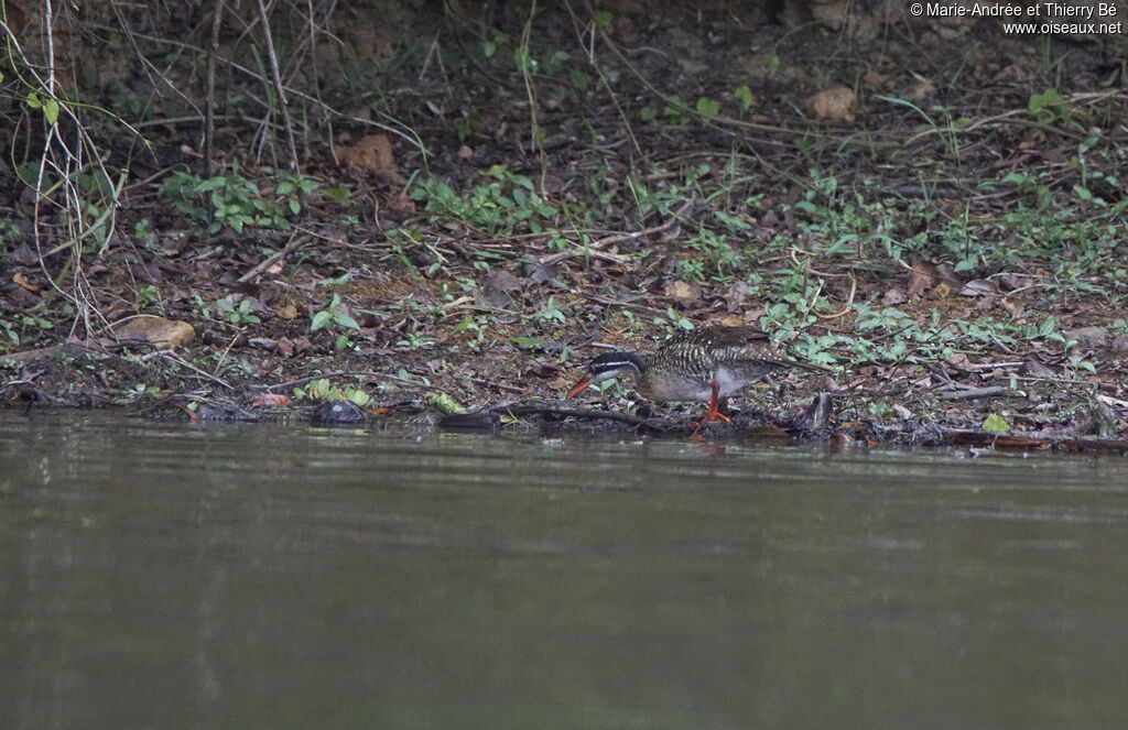 African Finfoot