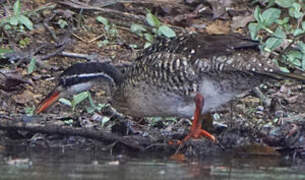 African Finfoot