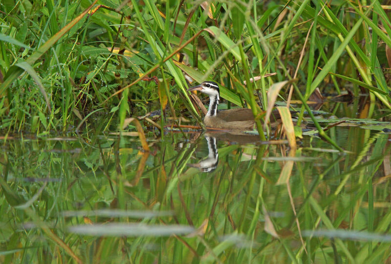 Sungrebe