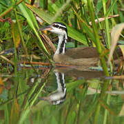 Sungrebe