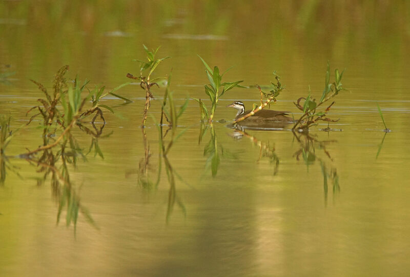 Sungrebe