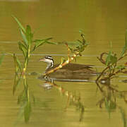 Sungrebe