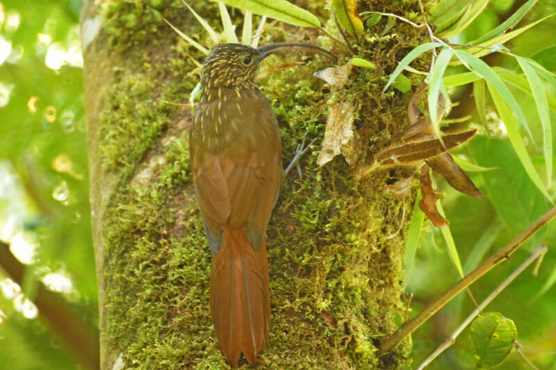 Brown-billed Scythebill