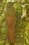 Brown-billed Scythebill