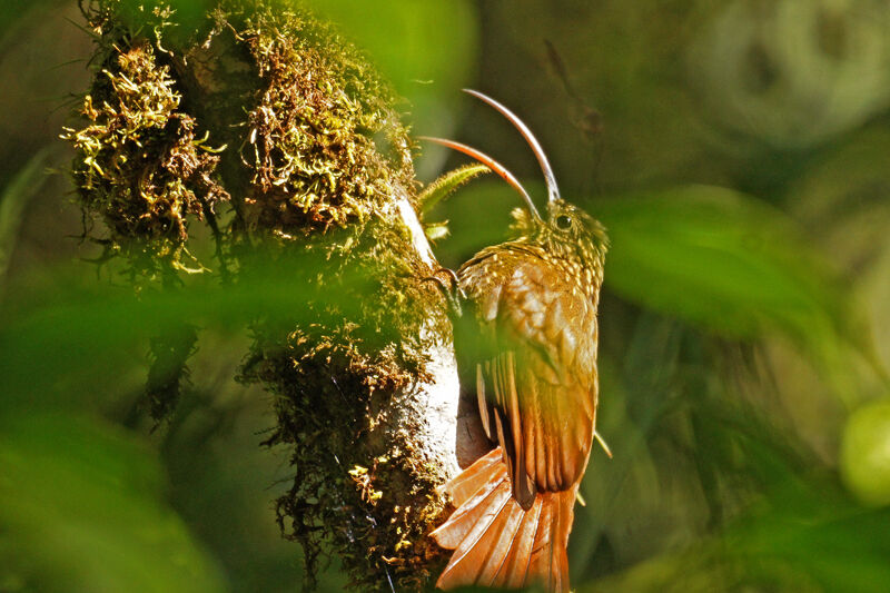 Brown-billed Scythebill