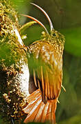 Brown-billed Scythebill