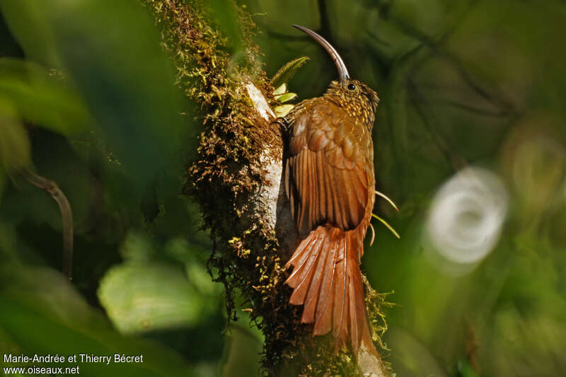 Brown-billed Scythebilladult, identification