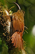 Brown-billed Scythebill