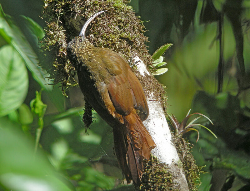 Brown-billed Scythebill