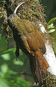 Brown-billed Scythebill